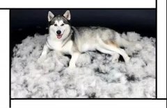 毛質(zhì)差、過度脫毛？華興重磅推出犬美毛處方糧